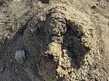 Tyranno-SLOW-rus rex! King of the dinosaurs enjoyed a leisurely stroll at just 3.5mph, track analysis reveals