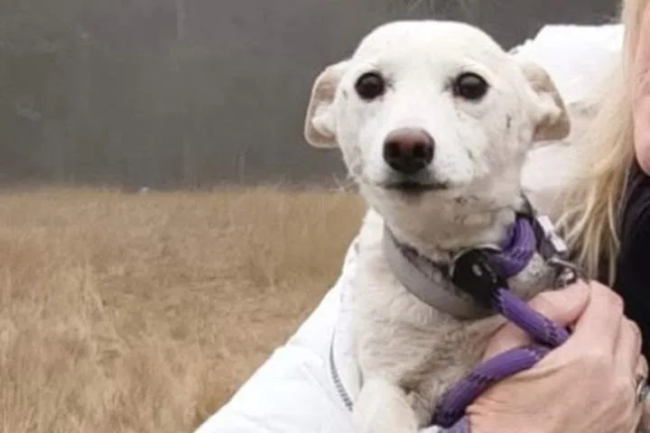 Yellowstone missing dog is homeward bound after being lost for over a month