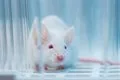 Descubren en ratones unas estructuras similares a ganglios linfáticos que combaten el cáncer cerebral