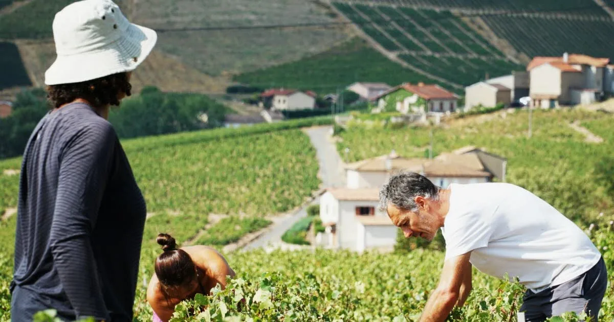 Rhône. « Il faut rester sur ses appuis » : à Chiroubles, les vendanges se font sur des terrains pentus