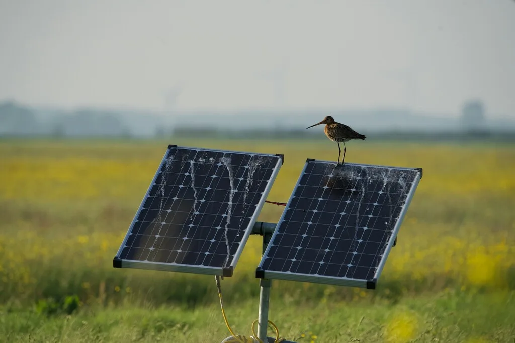 Las aves rapaces en Sevilla han encontrado un refugio y coto de caza insólito: entre paneles solares