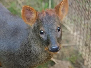 « Le plus petit cervidé au monde » : Miguel, 1 an, a rejoint ce parc animalier de Maine-et-Loire