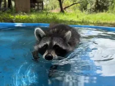 WATCH: Woman launches 'boot camp' for rescued raccoons