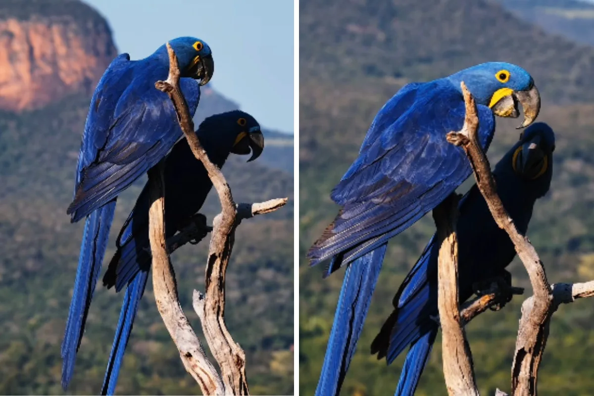 Araras-azuis posam para fotógrafo e criam instante mágico no alto de morro de 700 metros no Pantanal