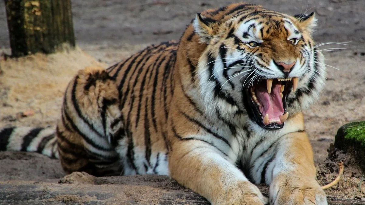 Tigre ataca homem dentro de zoológico; veja o que aconteceu