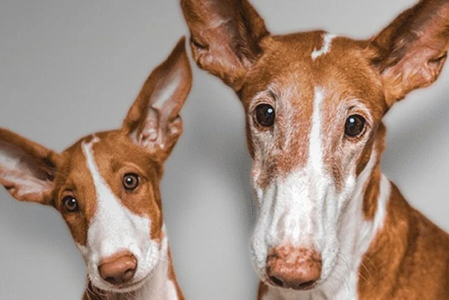 “Clonei o meu cão”. É o mesmo animal?