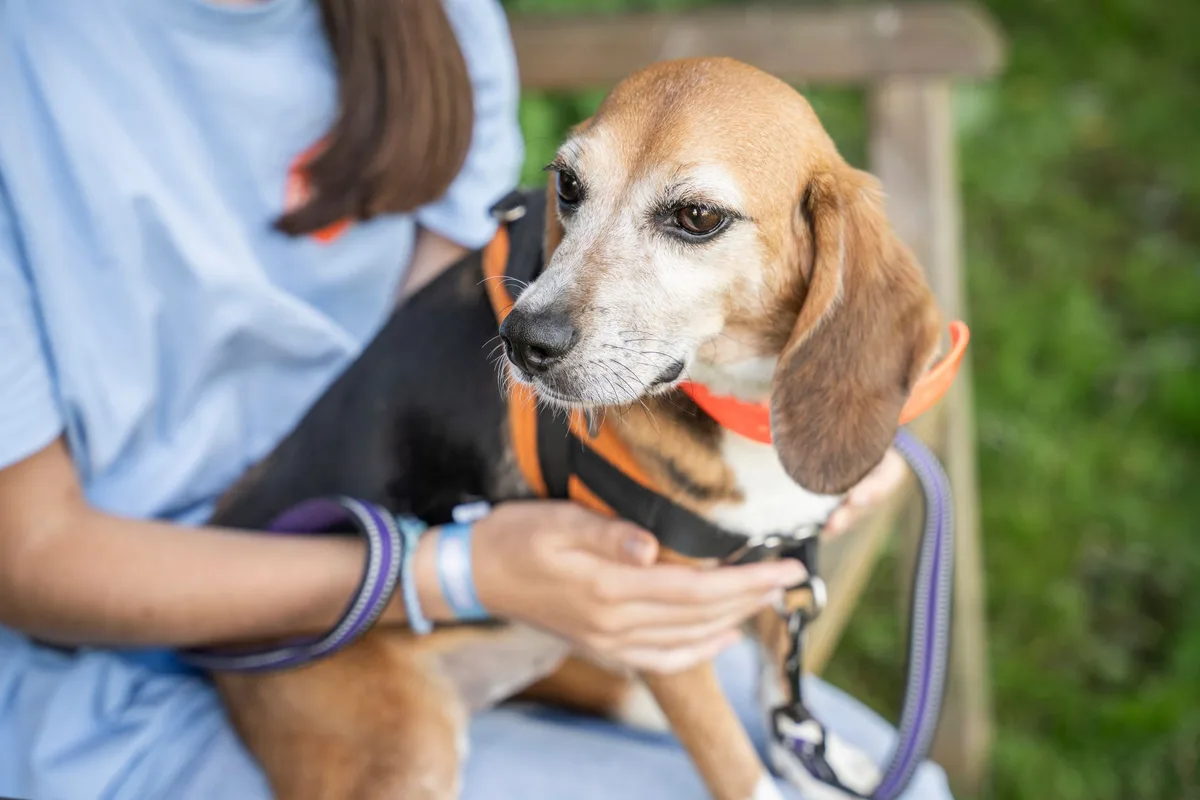 Animaux de laboratoire : pourquoi un chien a plus de chance d’avoir une seconde vie qu’« un poisson-zèbre »