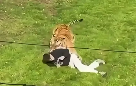 Un hombre resulta herido grave tras ser atacado por un tigre en un zoo británico