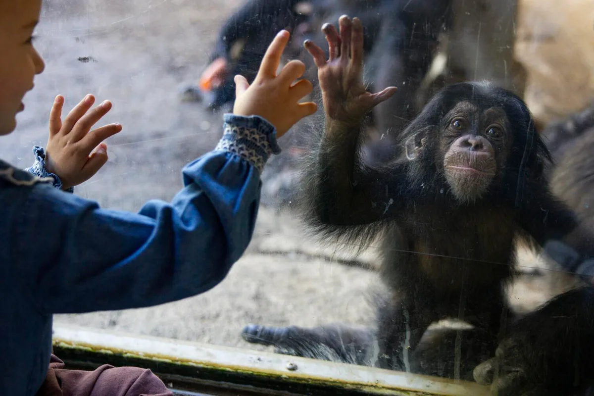 You could soon be paying more to visit the L.A. Zoo