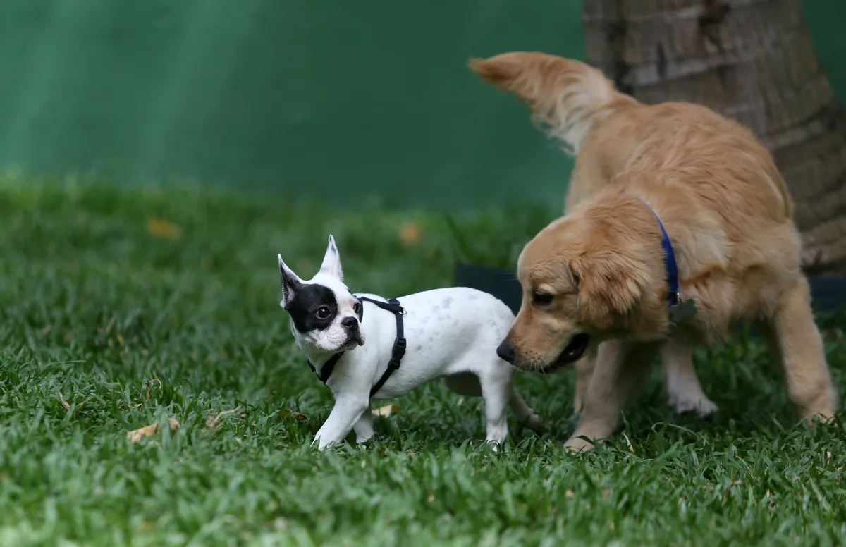 Pets idosos: veja 5 mudanças na rotina que merecem atenção