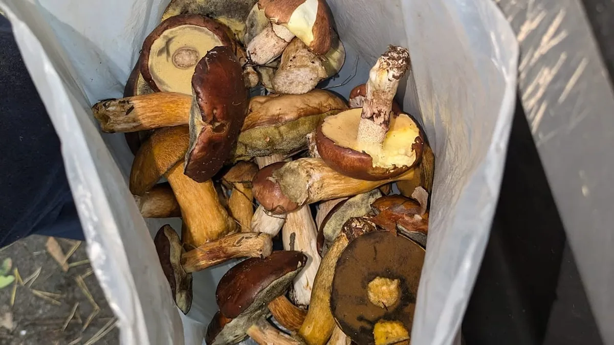 Pilze richtig transportieren - Warum Plastiktüten beim Pilzesammeln tabu sind