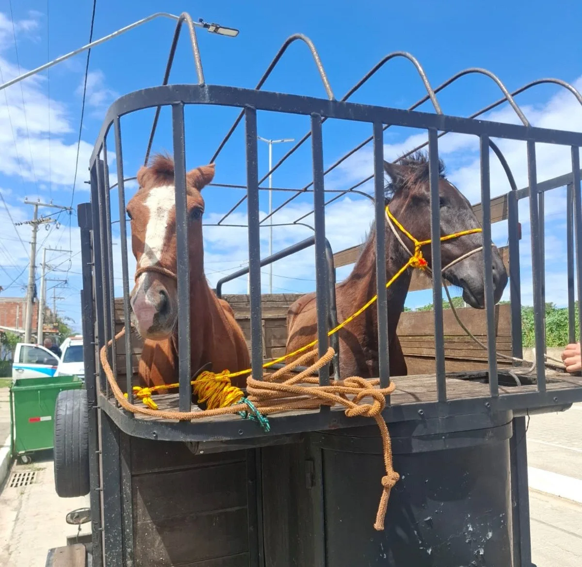 Éguas atravessam rodovia, atingem veículo e são capturadas, em Arraial do Cabo