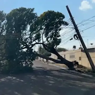Árvore enorme cai no Amambaí, fecha rua e deixa quadra sem energia