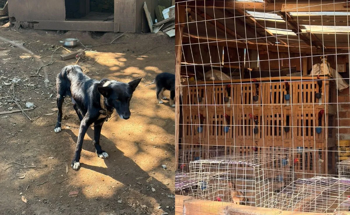 Marcas de combate: galos de rinha e filhotes subnutridos são resgatados de maus-tratos no Paraná