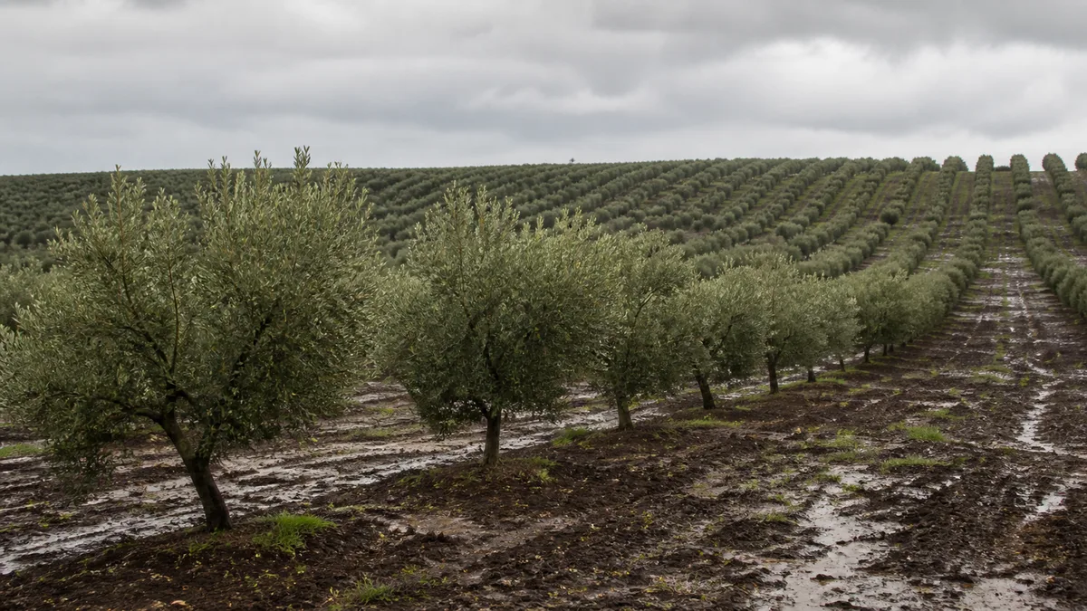 Chuva na primavera deve reduzir safra de azeitonas de 2027 no Rio Grande do Sul
