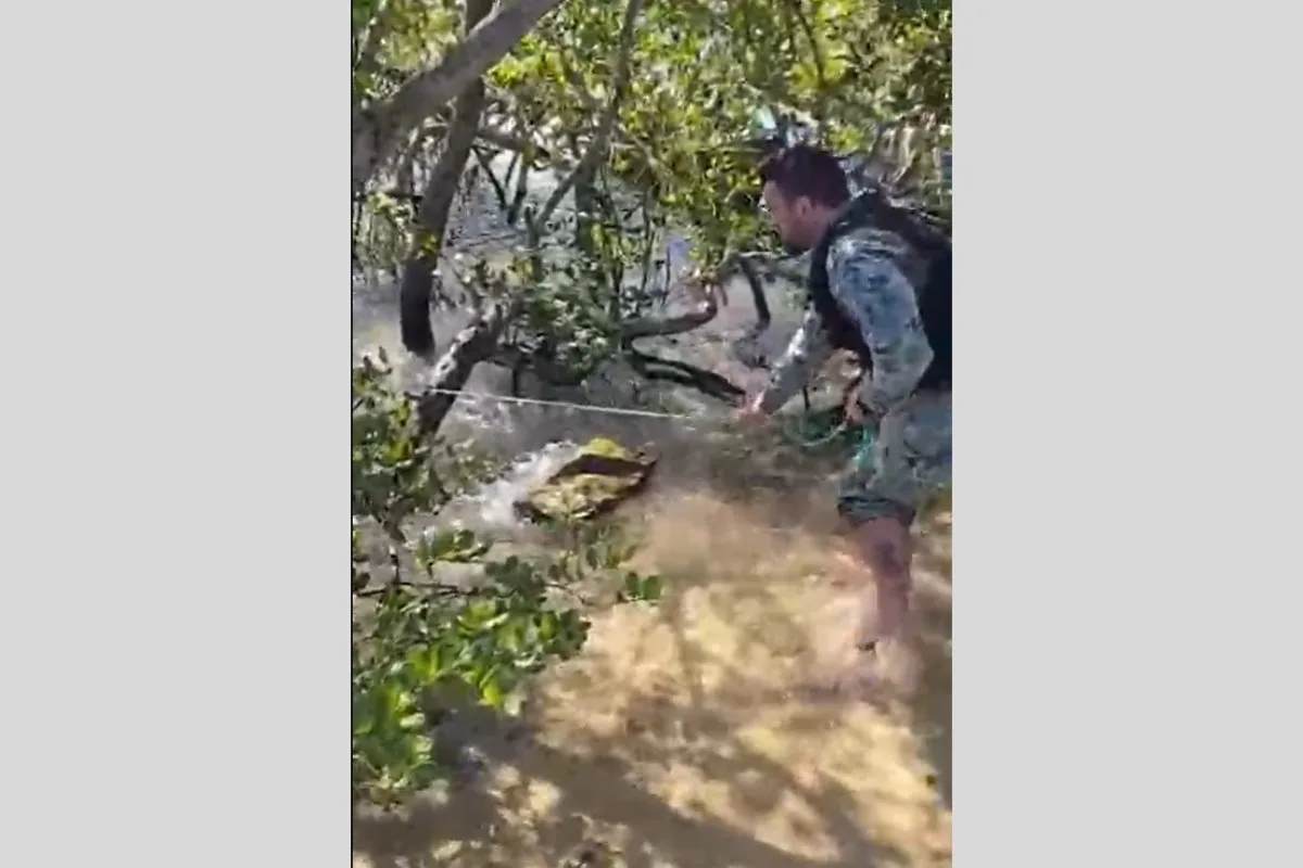 Jacaré é resgatado em área de banhistas na Ilha do Japonês, em Cabo Frio