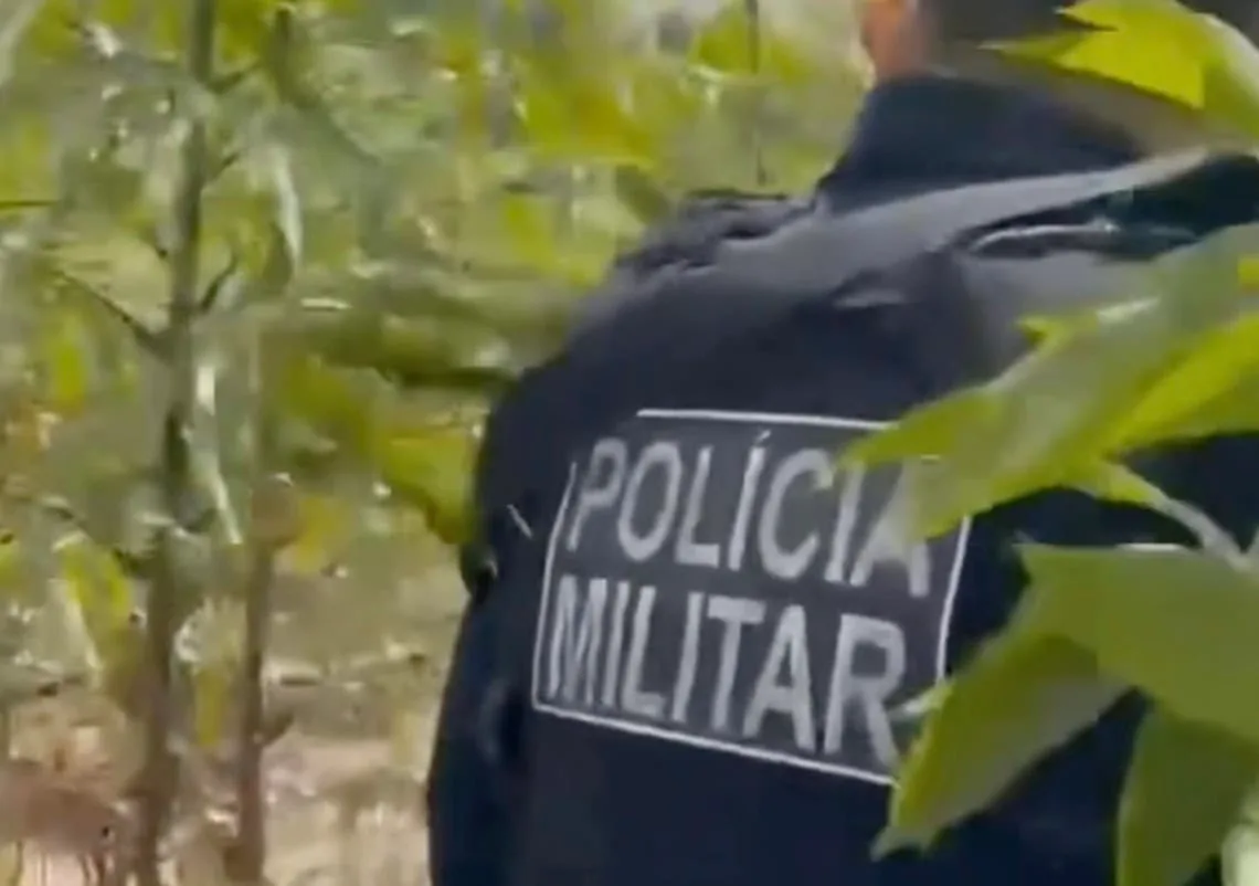PM encontra plantação com 712 pés de maconha em área de mata no Pará