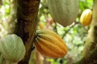 El Niño frequente ameaça a safra de castanha-da-Amazônia