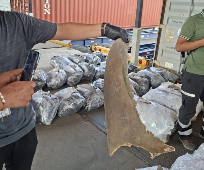Contenedor con 109 sacos de aletas de tiburón con destino a Malasia es retenido en el puerto panameño de Manzanillo