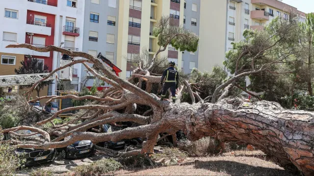 Queda de pinheiro centenário em Setúbal provocou danos em nove automóveis