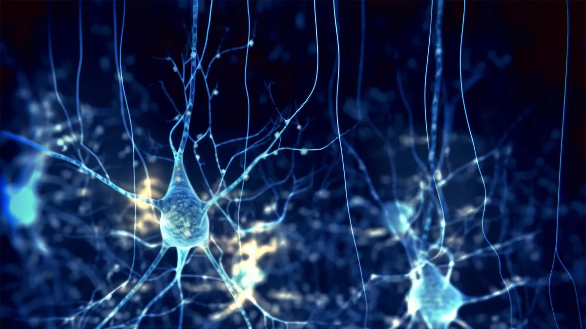 El cerebro humano no acaba de madurar hasta los 24 años