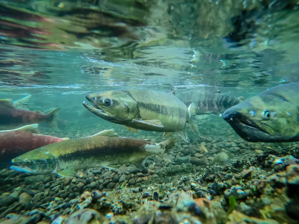 What Five Salmon Taught Me
