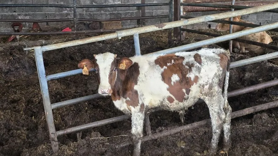 Amaigris et assoiffés, 130 animaux saisis dans une ferme près de Cirey-sur-Vezouze en Meurthe-et-Moselle