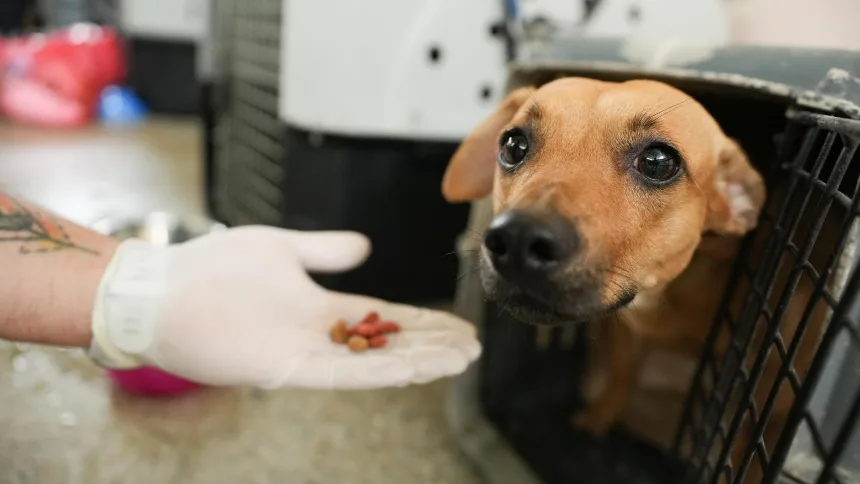 Terremotos en La Guaira: unas 700 mascotas siguen esperando para ser adoptadas