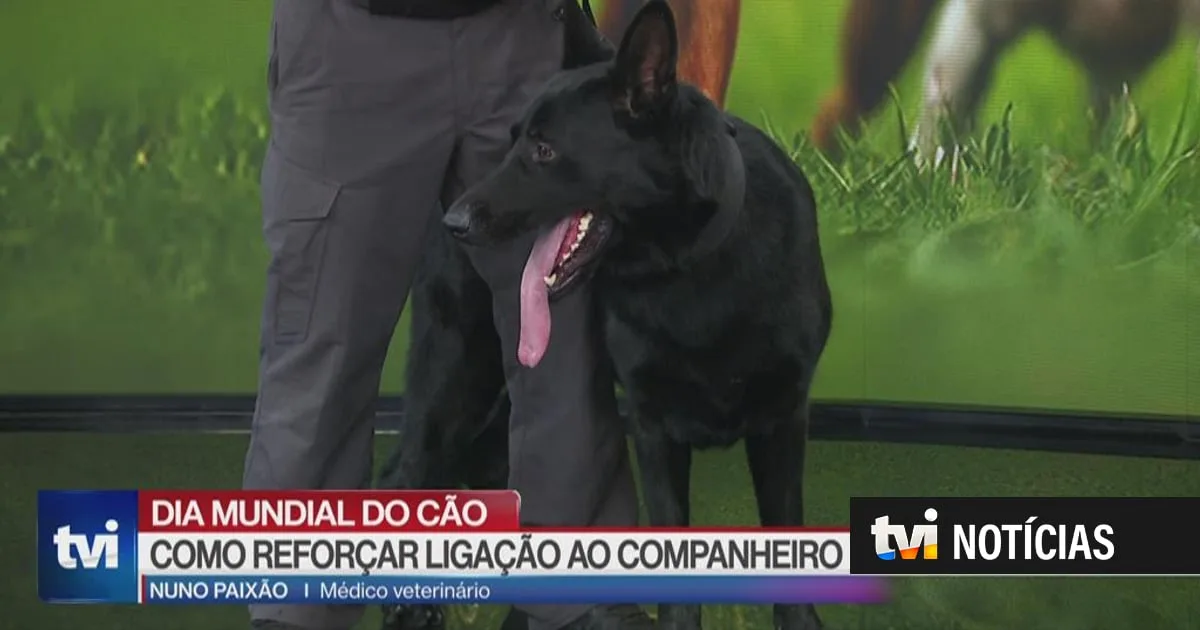 "O cão chegou a um estatuto de gente". O seu animal de companhia consegue interpretá-lo mesmo "antes de falar"
