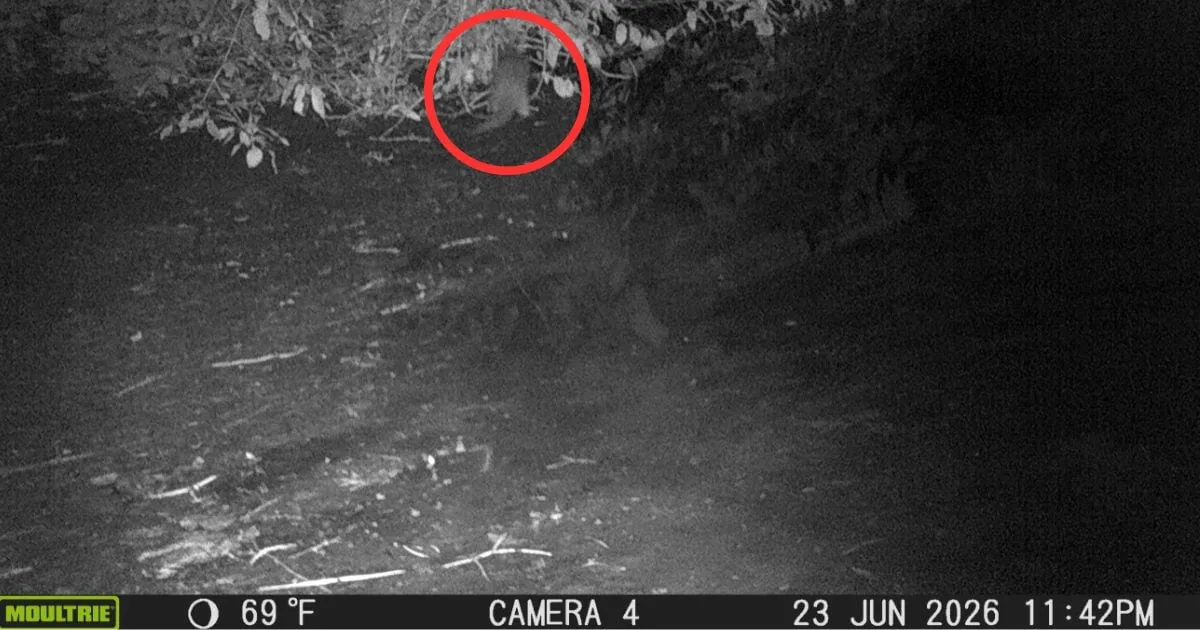 Una nutria reaparece en el Bronx por primera vez en un siglo: asombro en Nueva York
