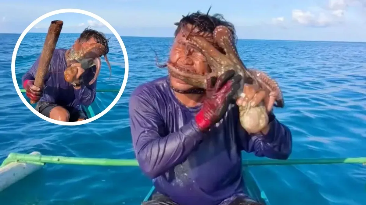 Polvo quase sufoca pescador, prende ventosas no rosto e causa pânico; vídeo mostra momento tenso, mas homem precisa tomar atitude extrema para se libertar