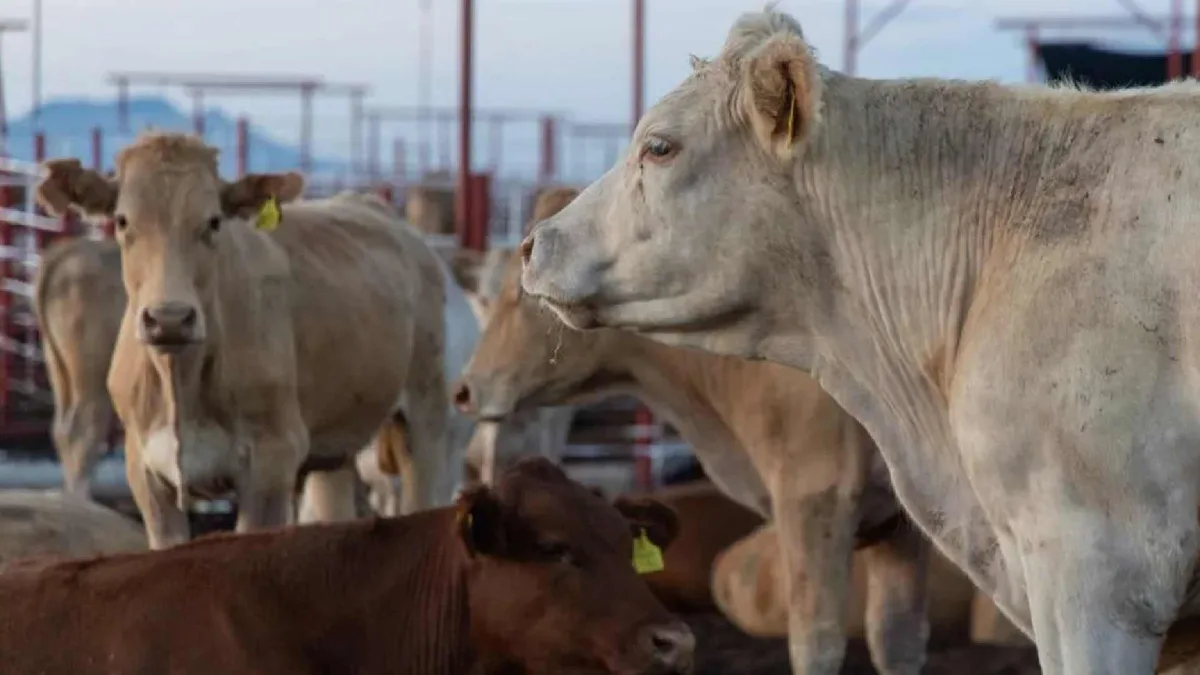 Ganaderos de Sonora suspenden temporalmente exportaciones a EEUU como medida de precaución por posible fiebre aftosa