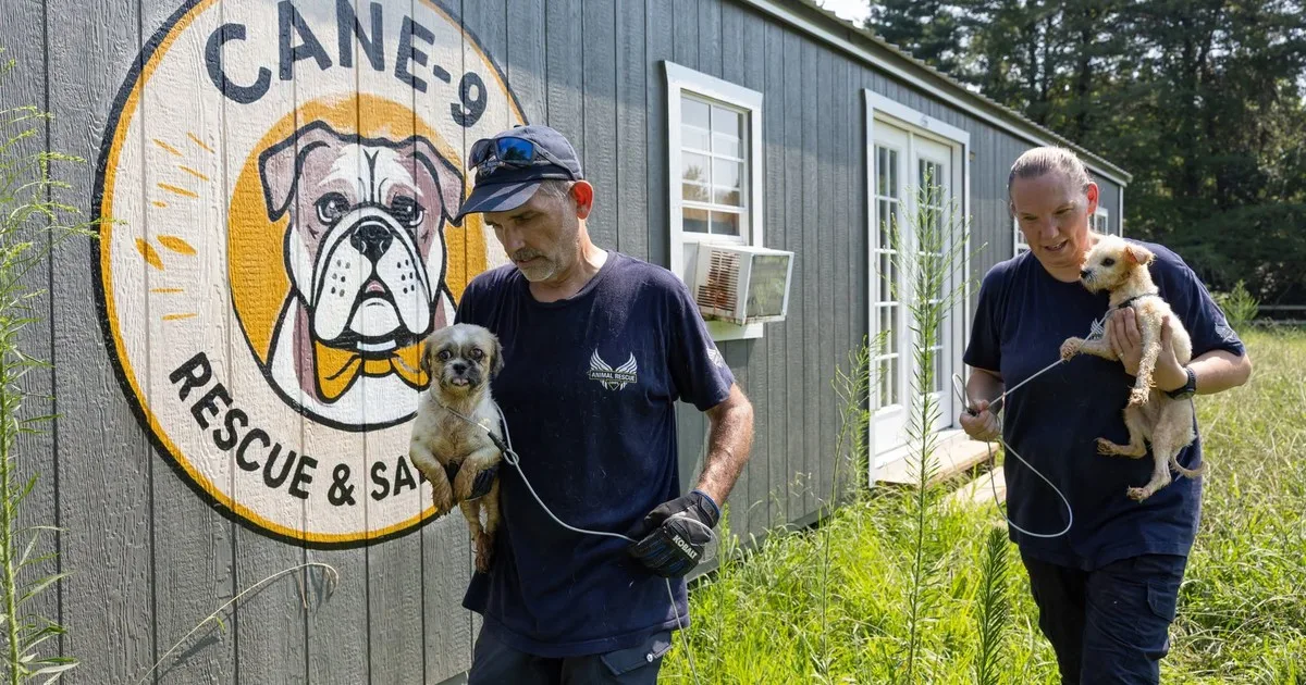 Horror en un refugio de animales de EE.UU.: rescatan a 37 perros y otros animales en condiciones insalubres