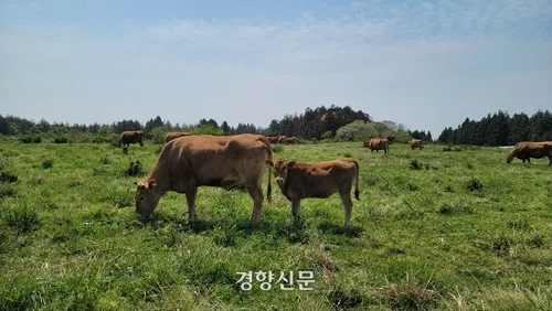 제주서 달갈, 우유 이어 한우 농가도 RE100···친환경 축산 전환 속도