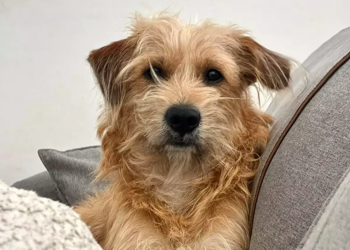 Pelo pela casa toda? Veja quando a queda do cachorro é fora do normal