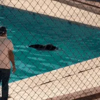 No Pantanal, queixada é flagrada tomando banho de piscina na UFMS