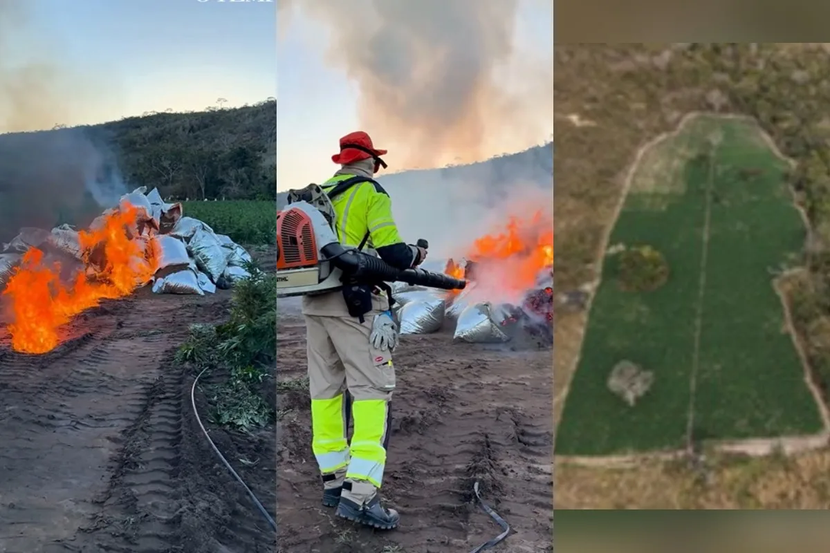O que explica as grandes fazendas de maconha descobertas em MG