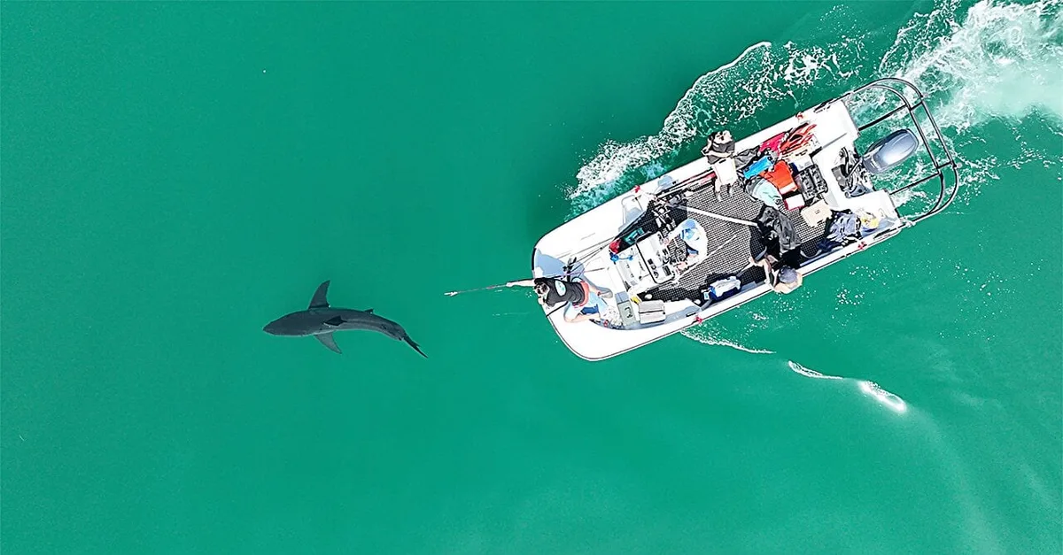 Fósiles de tiburones en Panamá revelan una sorprendente historia oculta bajo sus dos océanos