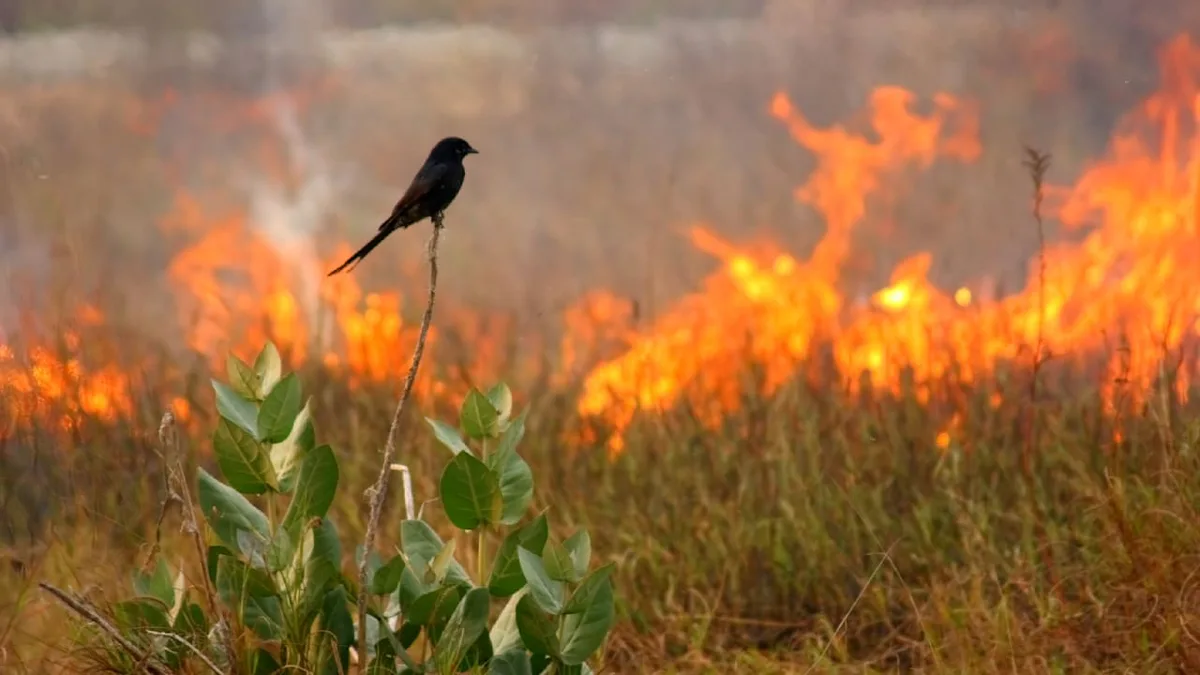Flucht vor dem Feuer - Welche Tiere sind von Waldbränden betroffen?