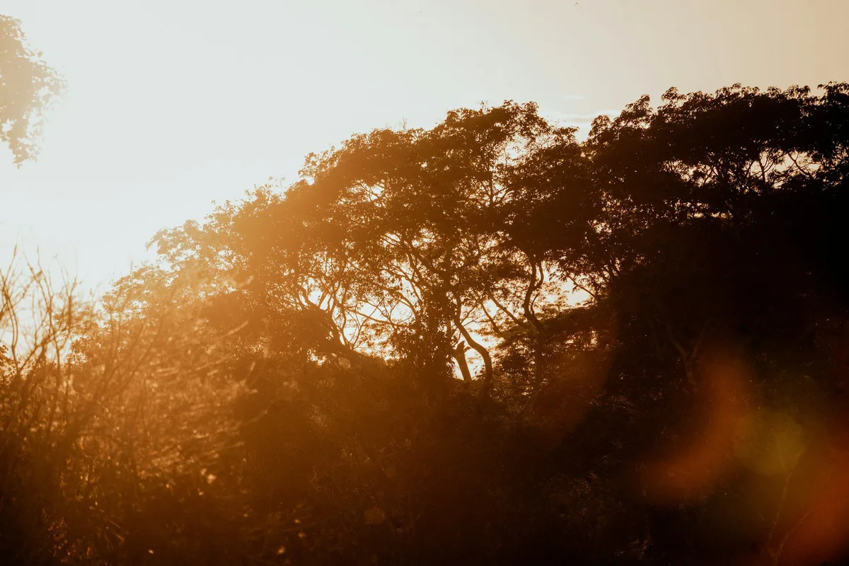De 0 a 28%: reforma tributária e créditos de carbono do mercado voluntário