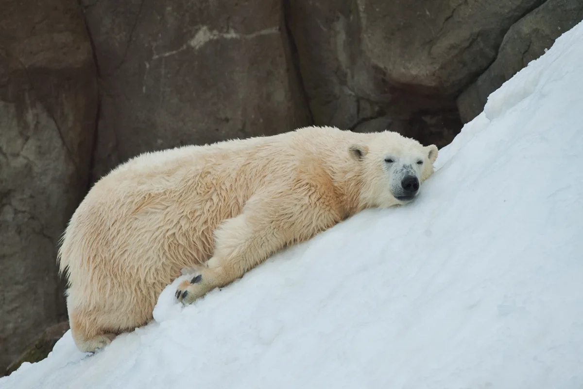 Homem é multado em R$ 25 mil por acordar urso polar com buzina
