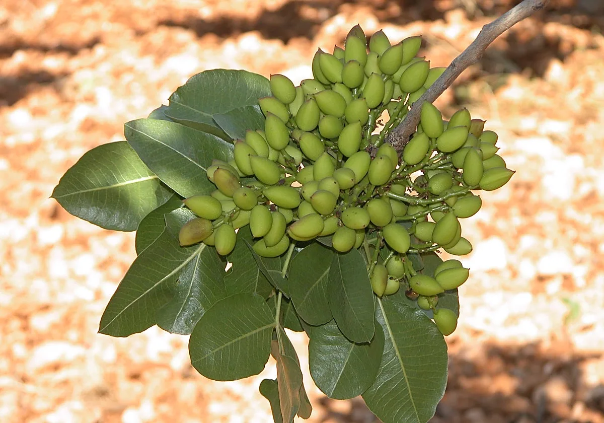 El sector del pistacho contará a partir del martes con un servicio de identificación varietal