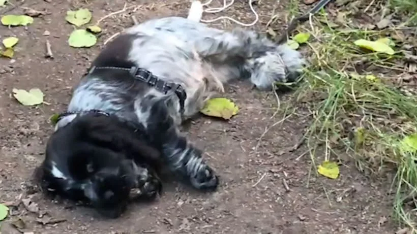 Cocker-Spaniel geht viral - Wenn er sich freut, fällt er um