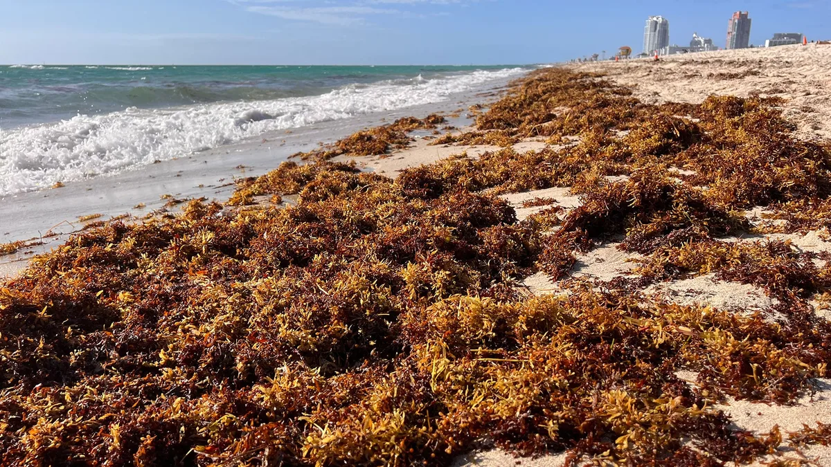 Las playas de Miami están cubiertas de sargazo en niveles récord mientras los científicos buscan una solución para el problema