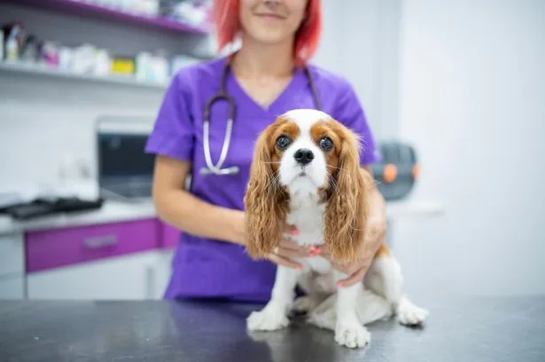 Everyday dog symptom that could mean your pet is in 'extreme pain'