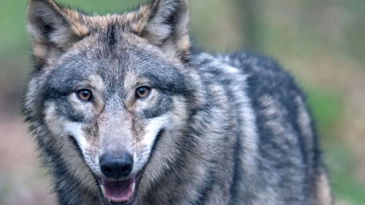 Wolfsrisse in SH: Rund 136 Nutztiere in diesem Jahr von Wölfen getötet