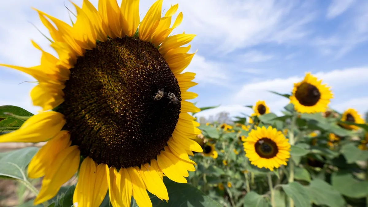Wettervorhersage: Nach Gewittern kehrt die Sonne nach Hessen zurück