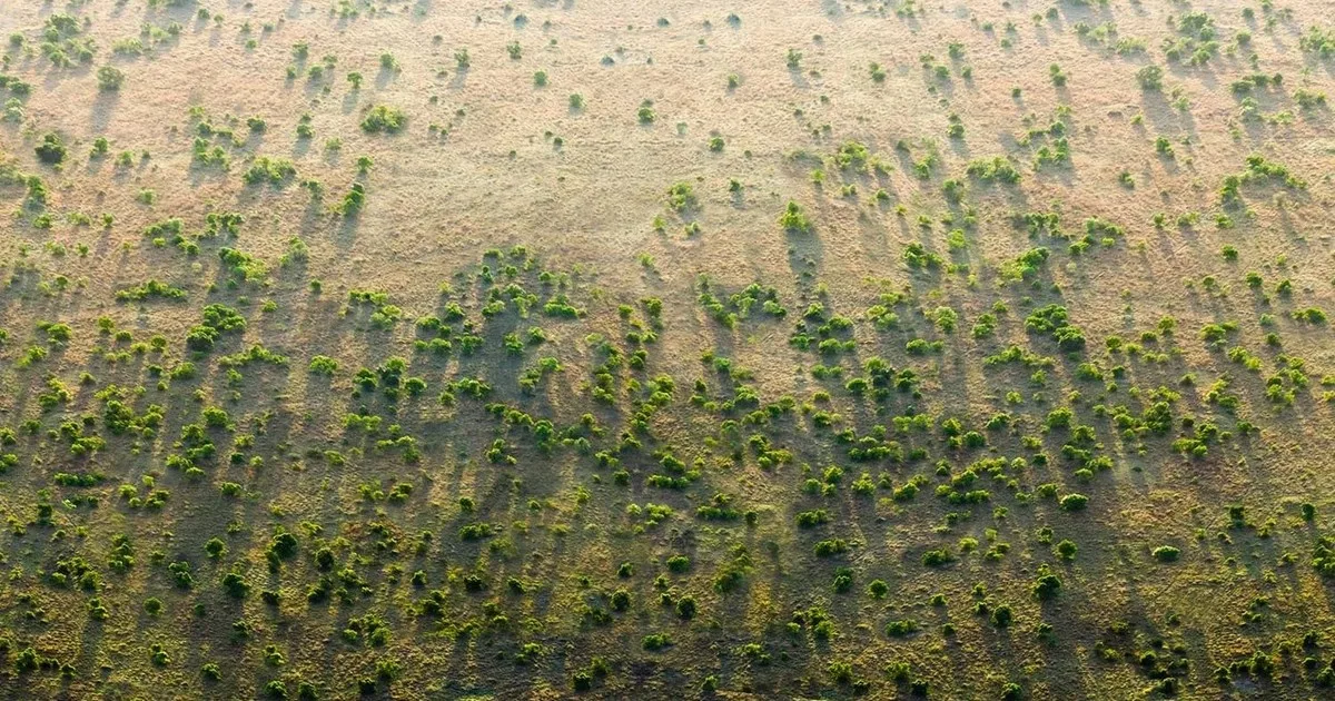 Comenzaron a plantar árboles hace 20 años para frenar al desierto: hoy buscan recuperar 100 millones de hectáreas con un "Muro Verde" gigante