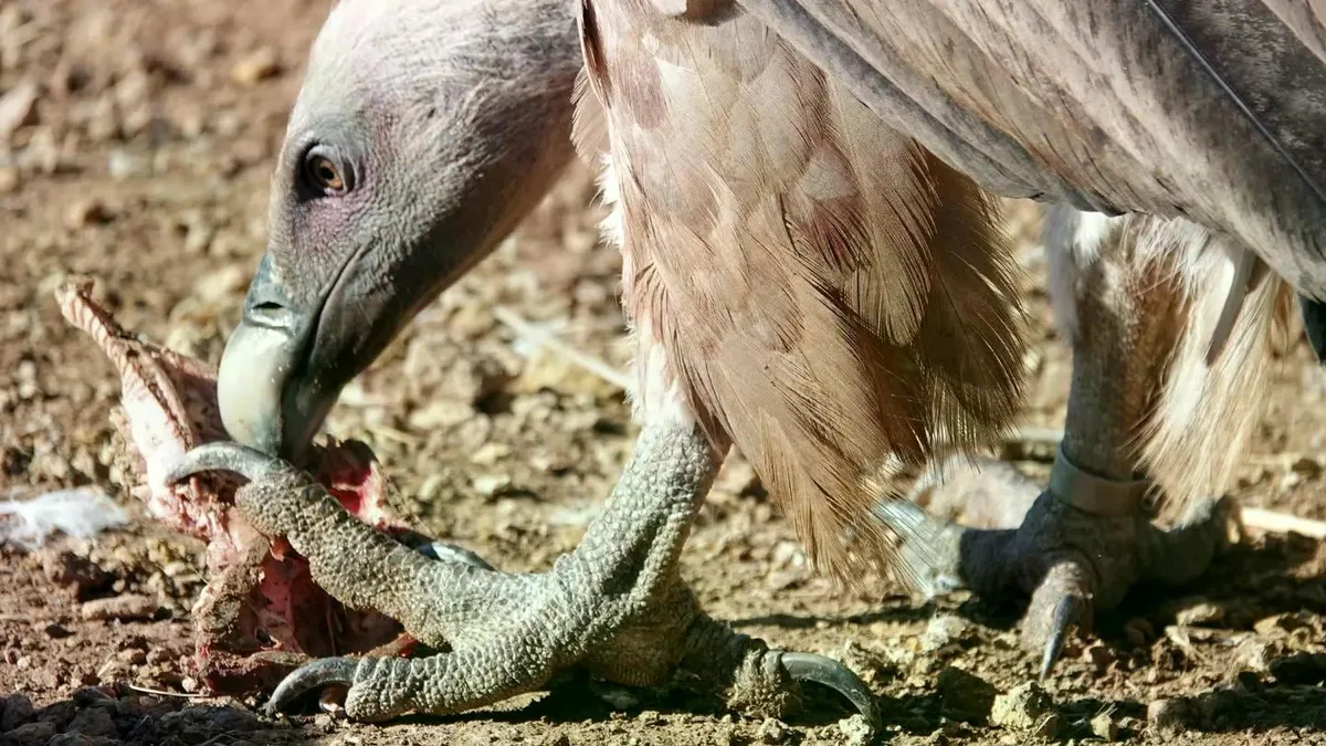 El buitre leonado más longevo de Europa podría estar en España: ornitólogos encuentran un ejemplar en Huesca con una anilla de 1998