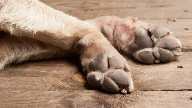 Cães abandonados vão ajudar a combater a solidão de idosos nos Açores